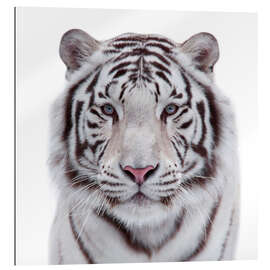 Gallery print The white tiger