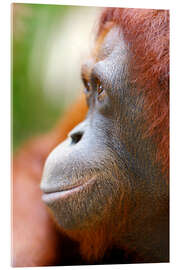 Akryylilasitaulu Orang Utan Profile