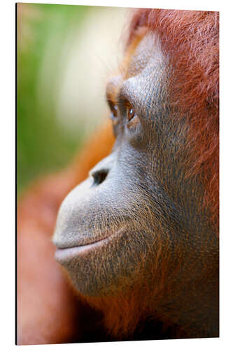 Aluminium print Orang Utan Profile