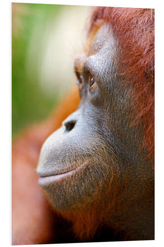 Stampa su PVC Orang Utan Profile