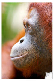 Självhäftande poster Orang Utan Profile