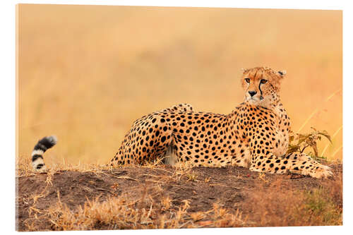 Acrylic print Cheetahs place