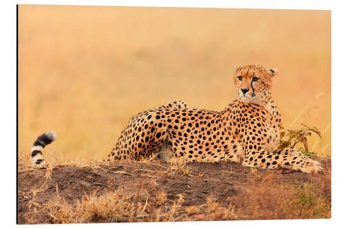 Alubild Gepard auf Baumstamm