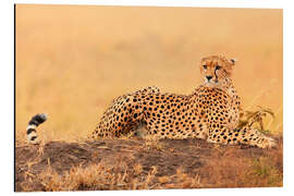 Aluminium print Cheetahs place