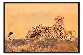 Gerahmter Kunstdruck Gepard auf Baumstamm