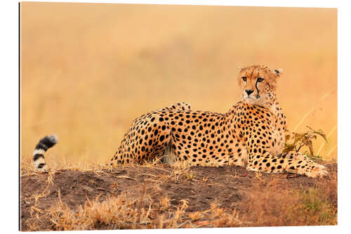 Gallery print Cheetahs place