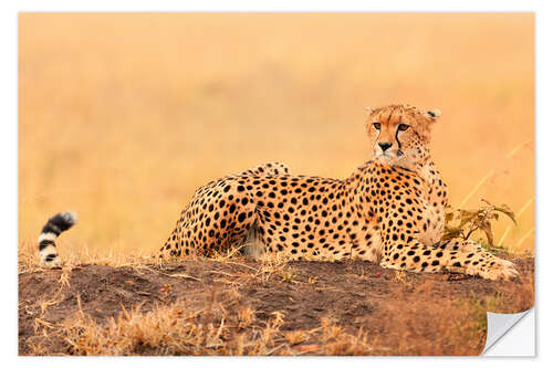 Selvklebende plakat Cheetahs place