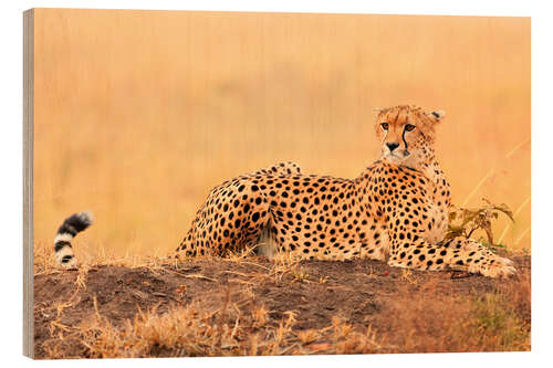 Wood print Cheetahs place