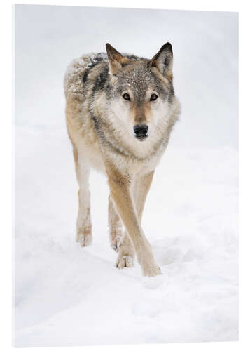 Acrylic print Gray Wolf in Snow