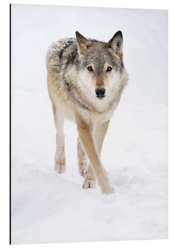 Tableau en aluminium Loup dans la neige