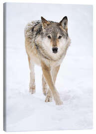 Stampa su tela  Gray Wolf in Snow