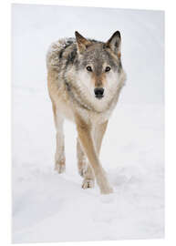 Foam board print Gray Wolf in Snow