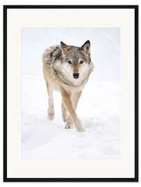 Gerahmter Kunstdruck Grauer Wolf im Schnee