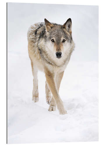 Galleriprint Gray Wolf in Snow