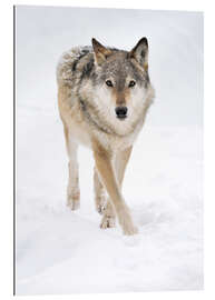 Gallery print Gray Wolf in Snow