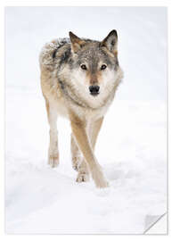 Naklejka na ścianę Gray Wolf in Snow