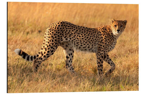 Aluminium print Cheetah looking for its prey