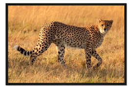 Gerahmter Kunstdruck Der Gepard sucht seine Beute