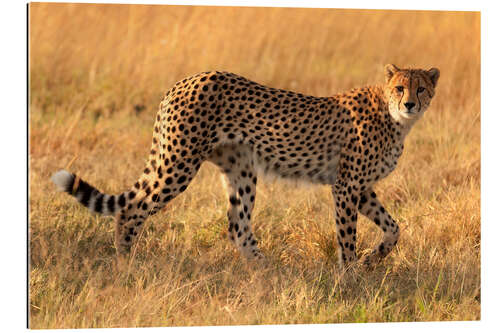 Gallery print Cheetah looking for its prey