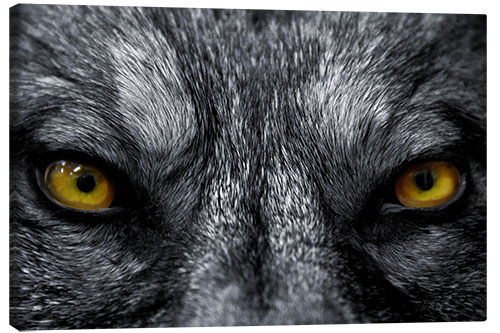 Canvas print The evil wolf