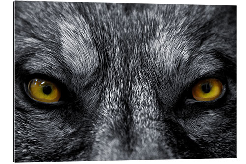 Gallery print The evil wolf