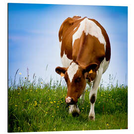 Aluminiumsbilde Cow on pasture