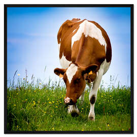 Gerahmter Kunstdruck Kuh auf der Weide