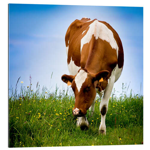 Gallery print Cow on pasture