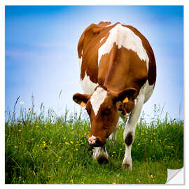 Naklejka na ścianę Cow on pasture