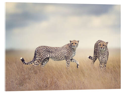 Acrylglas print Cheetahs on the hunt