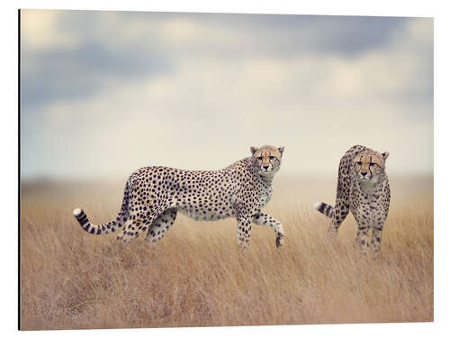 Aluminium print Cheetahs on the hunt