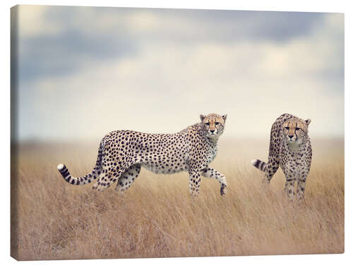 Canvas print Cheetahs on the hunt