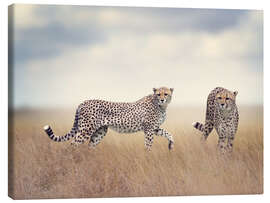 Lærredsbillede  Geparder på jagt