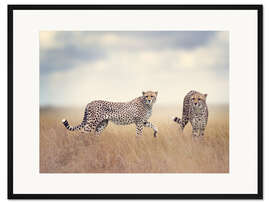 Gerahmter Kunstdruck Geparden auf der Jagd
