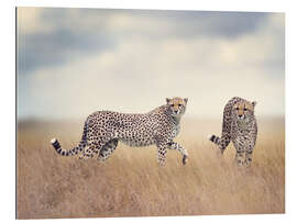 Gallery print Cheetahs on the hunt