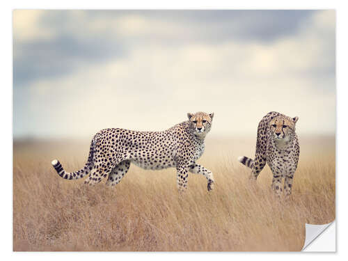 Wall sticker Cheetahs on the hunt