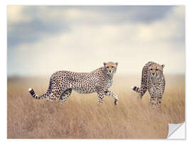 Wall sticker Cheetahs on the hunt