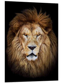 Foam board print King of the Jungle Portrait