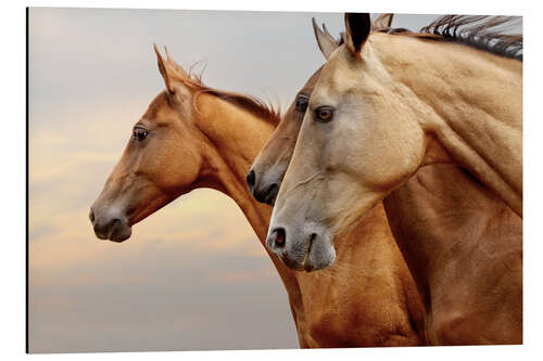 Aluminiumtavla Horses galloping