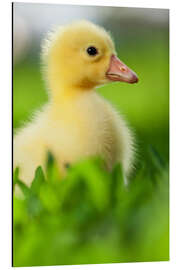 Aluminium print Cute duckling 