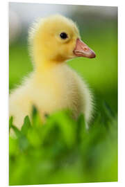 Foam board print Cute duckling 