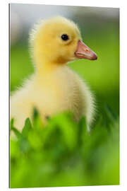 Gallery print Cute duckling 