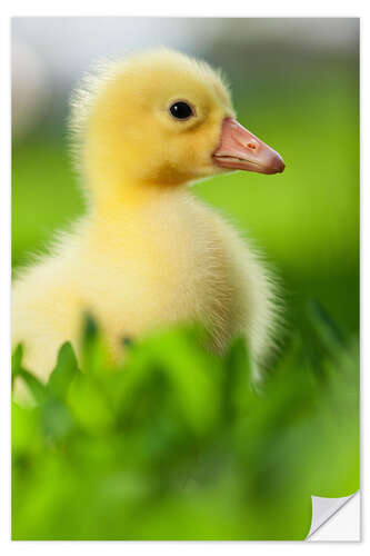 Vinilo para la pared Cute duckling 