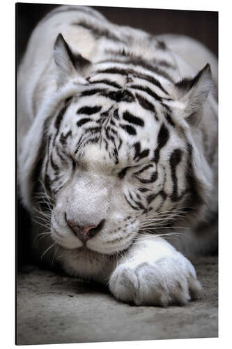 Aluminium print Sleeping white tiger