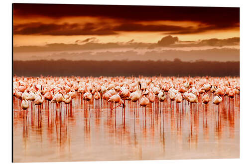 Alubild Flamingos im Abendrot