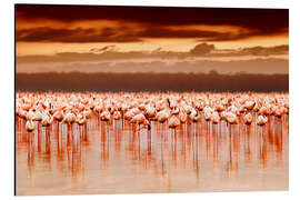 Alumiinitaulu Flamingos at sunset