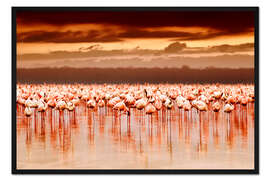 Gerahmter Kunstdruck Flamingos im Abendrot