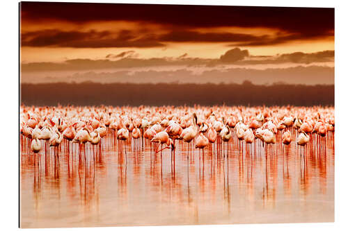 Gallery print Flamingos at sunset