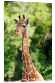 Foam board print Baby Giraffe Portrait