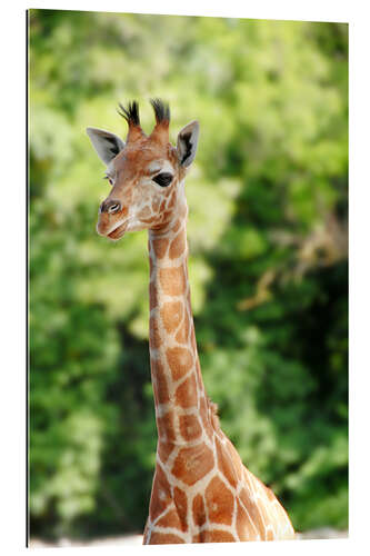 Gallery print Baby Giraffe Portrait